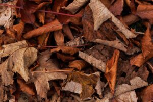 A close-up of scattered autumn leaves showcasing rich fall colors.