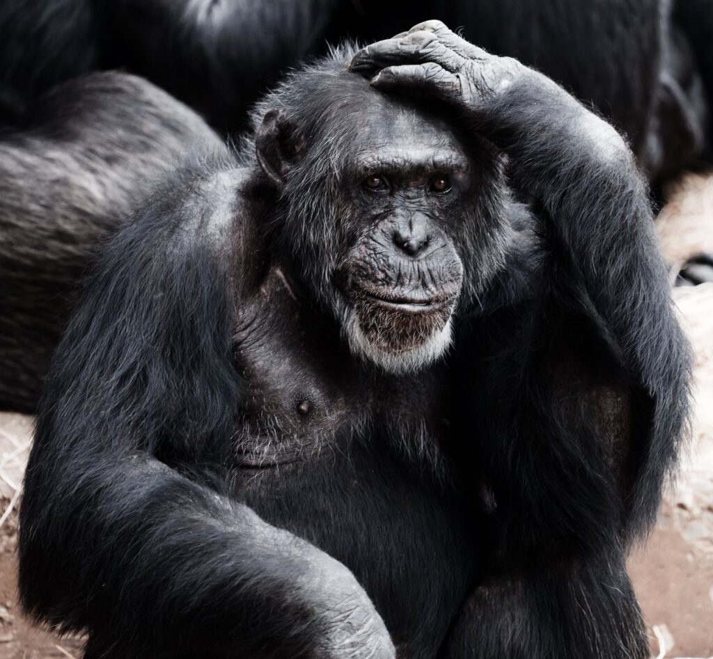 animal-ape-black-clever-41303-41303 Sulphate-free shampoos