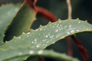 Detailed close-up of an aloe leaf with water droplets for a fresh natural look.