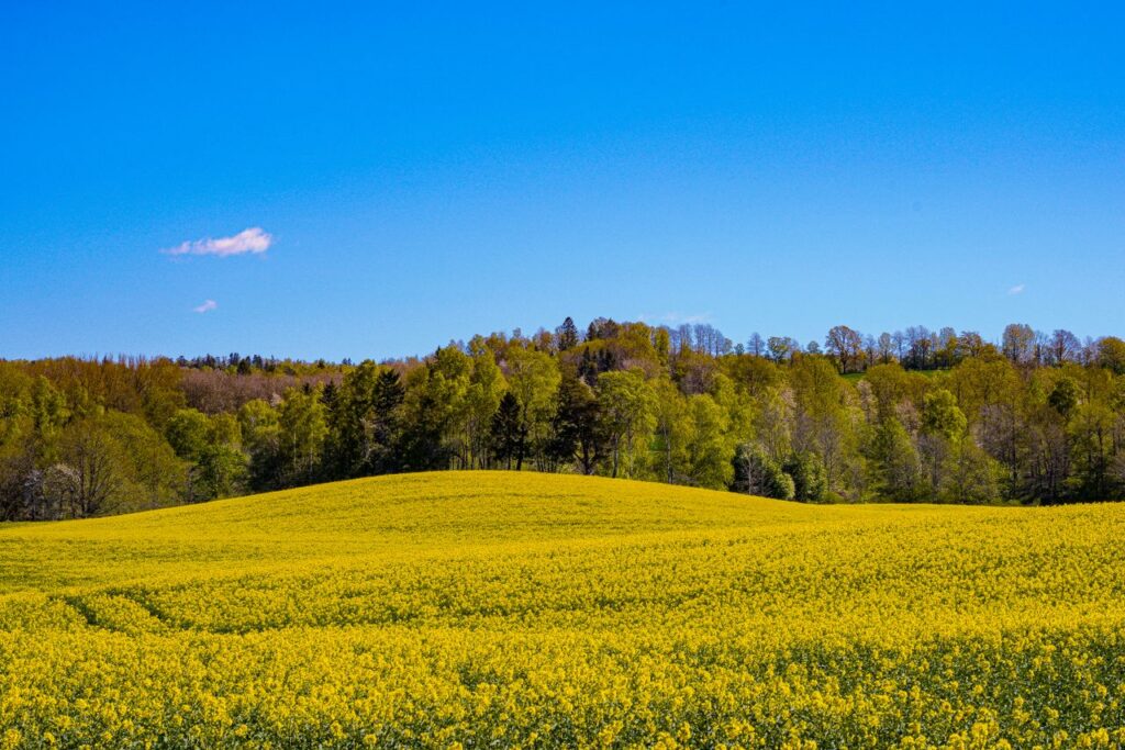 Vibrant rapeseed field in spring with clear blue sky and lush green forest backdrop.